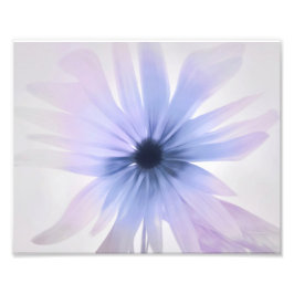 紫、ピンク、グレーのデイジー フォトプリント           