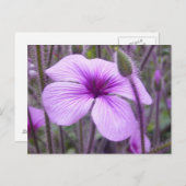 紫（紫） ポストカード (正面/裏面)