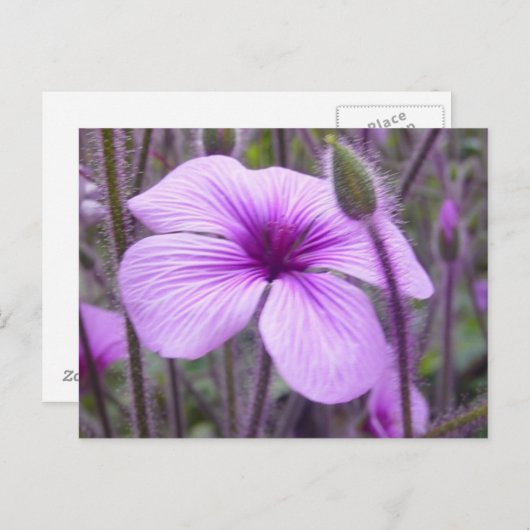 紫（紫） ポストカード (正面/裏面)