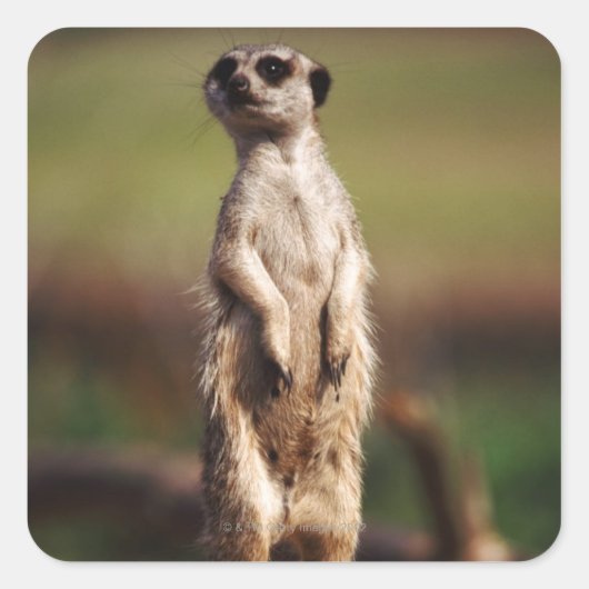 細い尾のメルカット スクエアシール (正面)