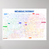 細胞の代謝経路 ポスター (正面)