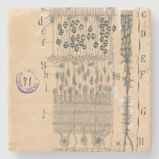 細胞スケッチ眼網膜サンティアゴラモンYカハル ストーンコースター (正面)