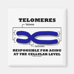 細胞レベルで老化することに責任があるTelomeres マグネット