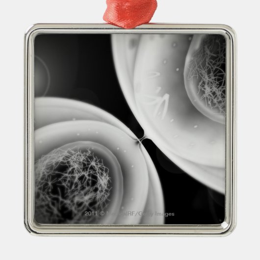 細胞分裂で一見の上で閉めて下さい メタルオーナメント (正面)
