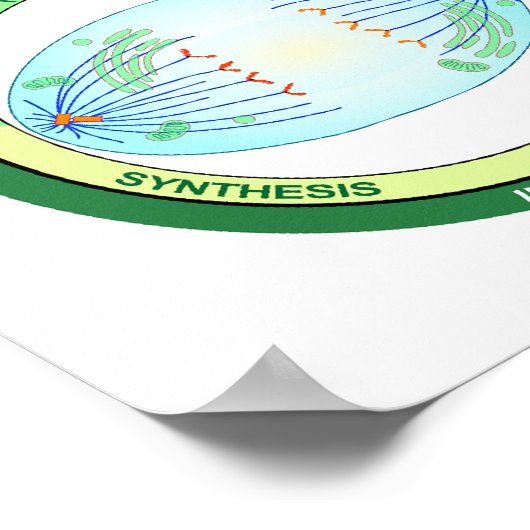 細胞周期と有糸分裂チャートの生物学的段階 ポスター (角)