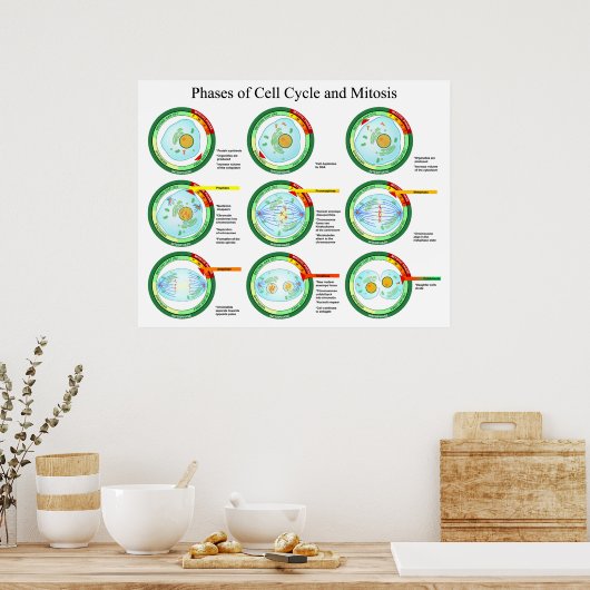 細胞周期と有糸分裂チャートの生物学的段階 ポスター (キッチン)