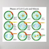 細胞周期と有糸分裂チャートの生物学的段階 ポスター (正面)