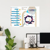 細胞呼吸の詳細図 ポスター (ホームオフィス)