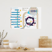 細胞呼吸の詳細図 ポスター (キッチン)