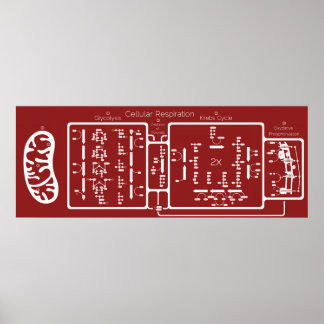 細胞呼吸42x16 ポスター