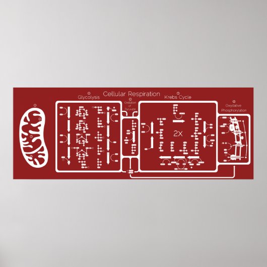 細胞呼吸42x16 ポスター (正面)