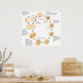 細胞有糸分裂の回路図 ポスター (キッチン)