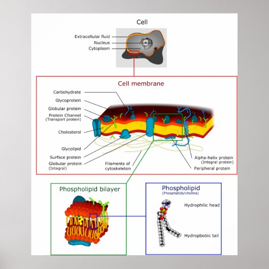 細胞膜原形質図 ポスター (正面)