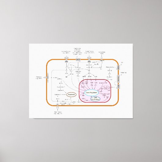 細胞遺伝子シグナル伝達経路の図 キャンバスプリント (正面)