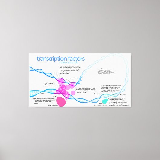 細胞遺伝子転写因子図 キャンバスプリント (正面)