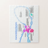 細胞遺伝子転写因子図 ジグソーパズル (縦)