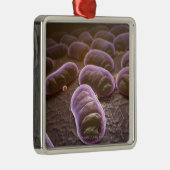 細菌の顕微鏡の眺め メタルオーナメント (右)