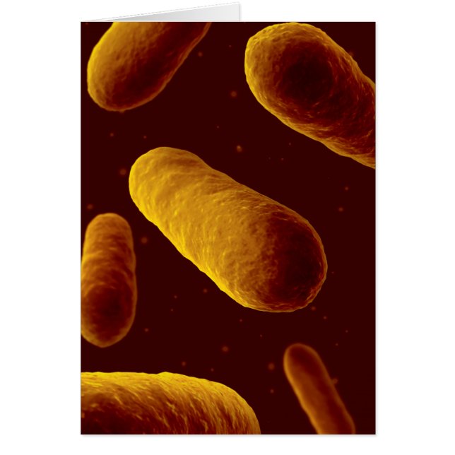 細菌の顕微鏡的見解3 (正面)