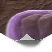 細菌の顕微鏡観察 ポスター (角)