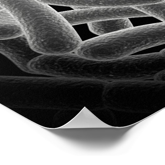 細菌の顕微鏡観察 ポスター (角)