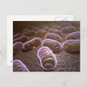 細菌の顕微鏡観察 ポストカード (正面/裏面)