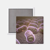 細菌の顕微鏡観察 マグネット (正面/裏面)