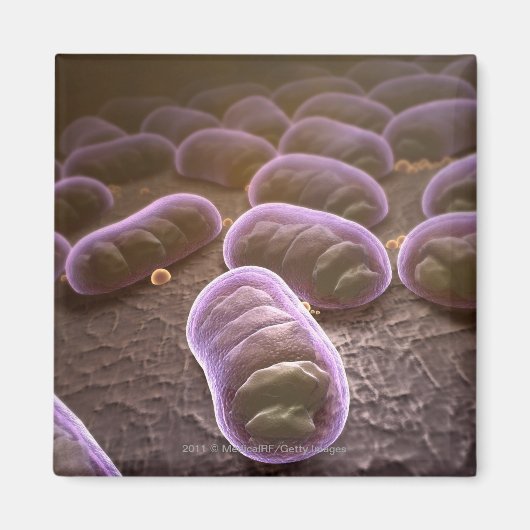 細菌の顕微鏡観察 マグネット (正面)