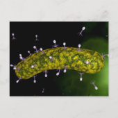 細菌ウイルスが細菌を攻撃する顕微鏡図 ポストカード (正面)