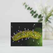 細菌ウイルスが細菌を攻撃する顕微鏡図 ポストカード (スタンド正面)