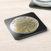 細菌培養プレートコースター コースター (左側)