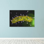 細菌性食塩攻撃の顕微鏡的見解 キャンバスプリント (インサイチュ (ウッドフロア))