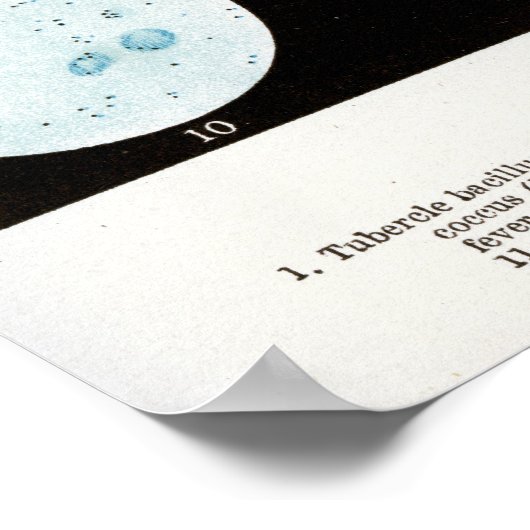 細菌 ポスター (角)