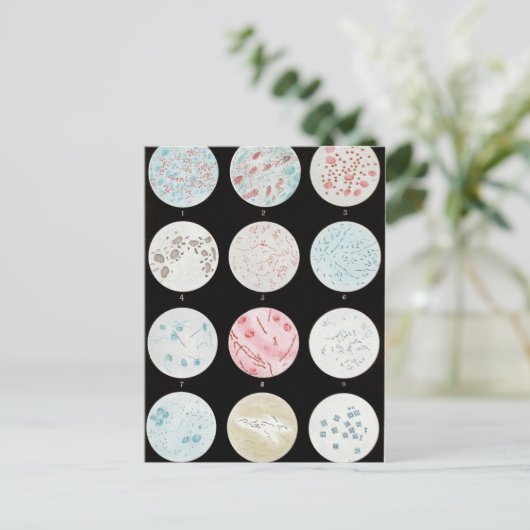 細菌 ポストカード (スタンド正面)