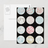 細菌 ポストカード (正面/裏面)