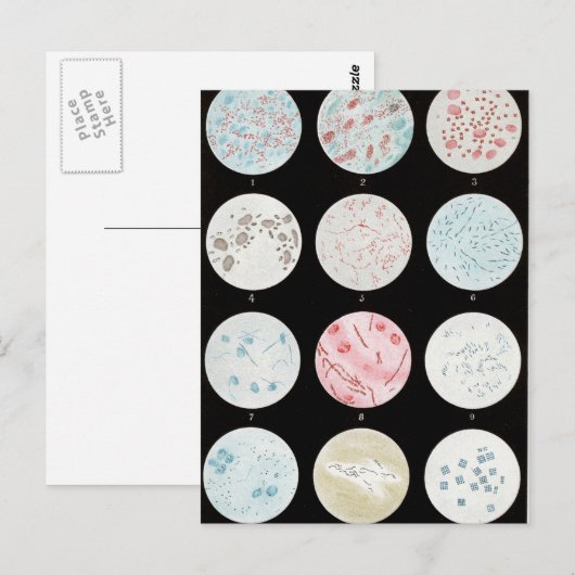 細菌 ポストカード (正面/裏面)