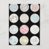 細菌 ポストカード (正面)