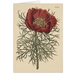 細葉芍薬の植物画