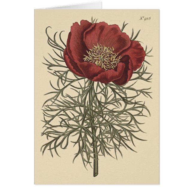 細葉芍薬の植物画 (正面)