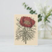 細葉芍薬の植物画 ポストカード (スタンド正面)