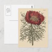 細葉芍薬の植物画 ポストカード (正面/裏面)