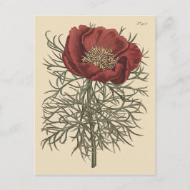 細葉芍薬の植物画 ポストカード
