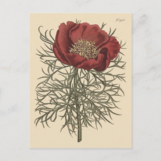 細葉芍薬の植物画 ポストカード (正面)