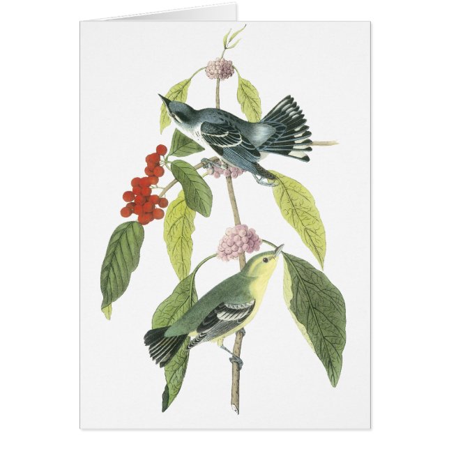 紺碧のアメリカムシクイ、ジョンAudubon (正面)