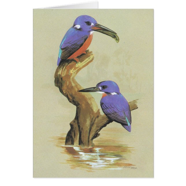 紺碧のカワセミ- Ceyxのazureus (正面)