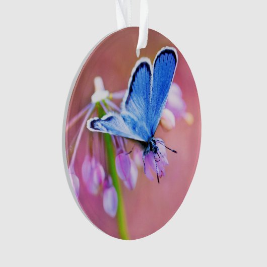 紺碧の蝶 オーナメント (正面)