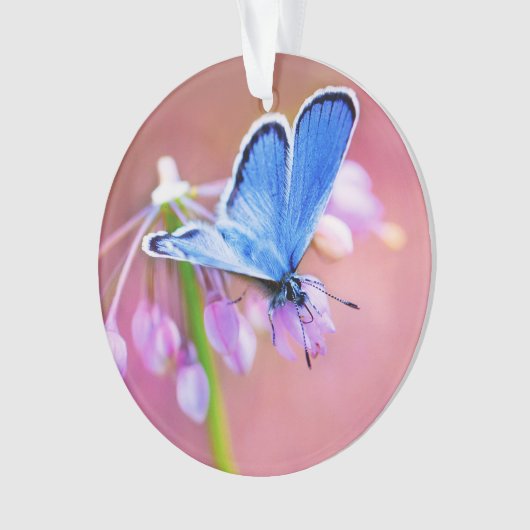 紺碧の蝶 オーナメント (正面)