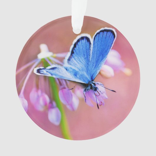 紺碧の蝶 オーナメント (正面)