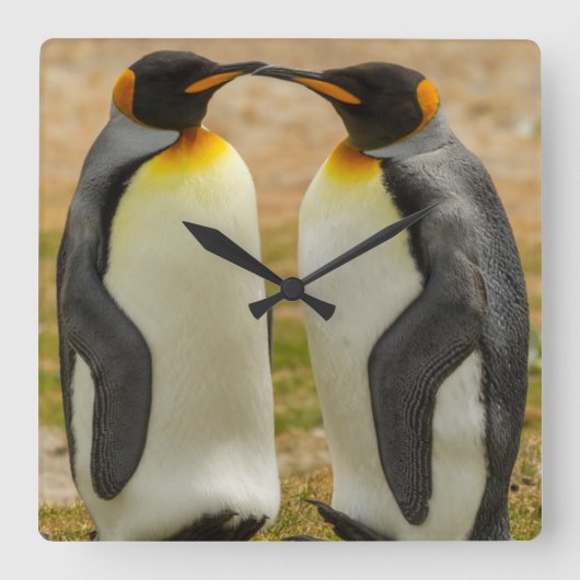 組のキングペンギン、フォークランド スクエア壁時計 (正面)