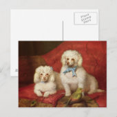 組のプードル ポストカード (正面/裏面)