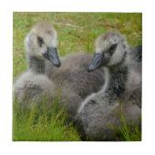 組のベビーのカナダのガチョウのがちょうの子のタイル タイル (正面)